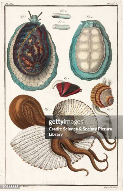 Hand-coloured engraving showing two views of a marine gastropod from Senegal ; a tellin ; Mediterranean Nautilus, . Illustration from 'Premiere...