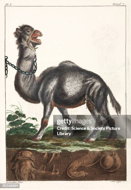 Hand-coloured engraving of an animal originally called a �Gangan�. Details of its teeth, tail and genitals are shown below. Illustration from...