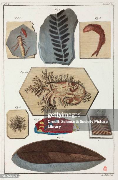 Hand-coloured engraving made c 1775 showing: 1) stone with relief of two insects; 2) black fossil stone; 3) calcareous stone showing crayfish...
