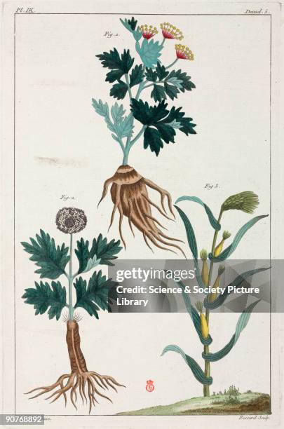 Hand-coloured engraving after a Chinese illustration. These plants are not identified as, according to the book they were published in, China was...