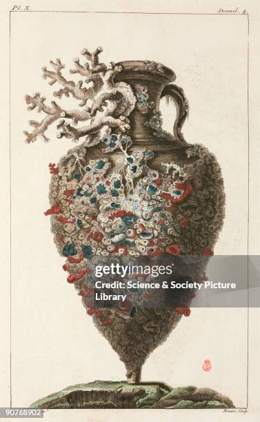 Hand-coloured engraving showing an urn; from one handle grows a madrepore, a type of stony coral. Illustration from 'Premiere [-seconde] centurie de...