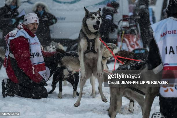 Sled dogs react ahead of the start of the 14th edition of "La Grande Odyssee" sledding race across the Alps on January 20 in Val Cenis Lanslevillard....