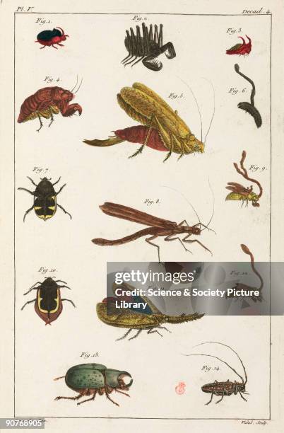Hand-coloured engraving showing: 1) Scaraboeus carnifex ; 2) scorpion, Cayenne; 3) & 4) two species of chrysalis, Cayenne; 5) sabre grasshopper,...