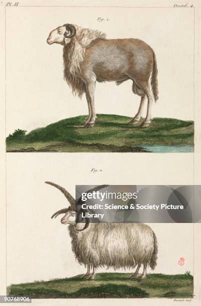 Hand-coloured engraving of a ram from Guinea which has longer legs than the European ram, no wool but short hair like a dog�s, and long floppy ears....
