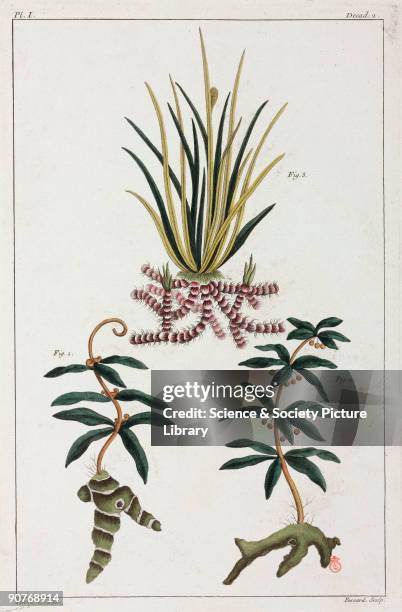 Hand-coloured engraving after a Chinese illustration. These plants are not identified as, according to the book they were published in, China was...