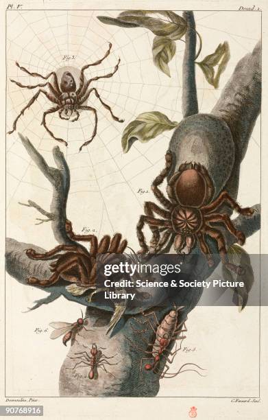 Hand-coloured engraving showing: 1) & 2) large spiders , one of which is eating a hummingbird; 3) hunting spider; 4) large ant and 5) its larva; 6)...