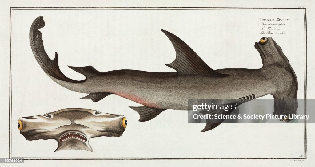 �The Balance Fish�, (hammerhead shark), 1785-1788.