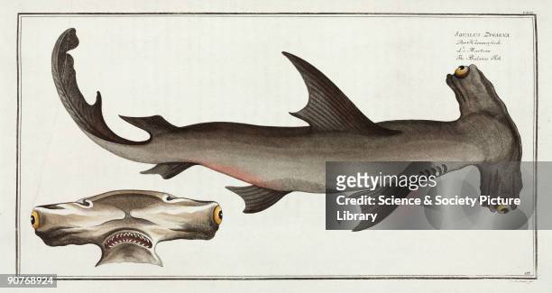 Hand-coloured engraved plate 117 by G Bodenehr, drawn by Kruger Jr, after a drawing by Marcus Bloch , from his 'Ichthyologie', a work on the natural...