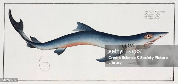 Hand-coloured engraved plate 86 by Ludewig Schmidt, drawn by Kruger Jr, after a drawing by Marcus Bloch , from his 'Ichthyologie', a work on the...