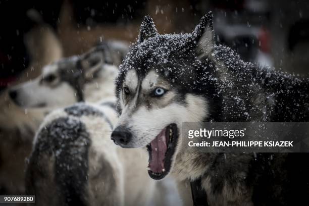 Sled dog is seen ahead of the start of the 14th edition of "La Grande Odyssee" sledding race across the Alps on January 20 in Val Cenis...