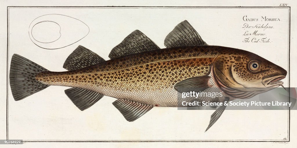 �The Cod Fish�, 1785-1788.