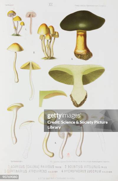 Chromolithograph after a drawing by Kalchbrenner showing Agaricus ravidus; Bolbitius vitellinus; Cortinarius atrovirens; and Hygrophorus lucorum....