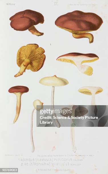 Chromolithograph after a drawing by Kalchbrenner and Stephan Schulzer von Muggenburg , showing Agaricus paradoxus and Agaricus mamillatus. From...