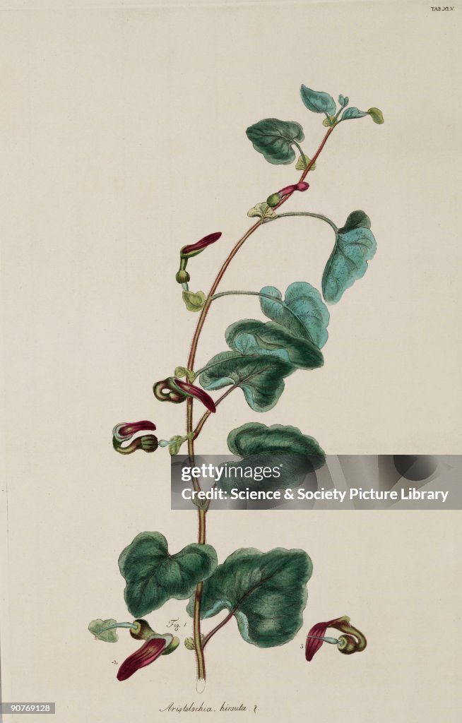 Birthwort or Dutchman�s Pipe, 1776.