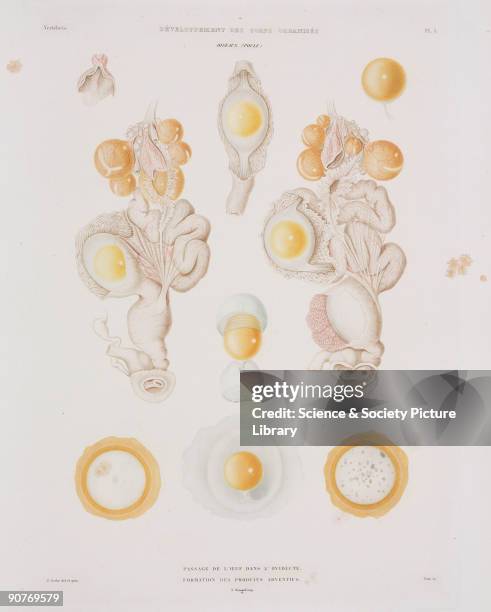 Engraved colour plate by Visto after Z Gerbe, showing the passage of the egg and the formation of adventitious products. From the atlas edition of...