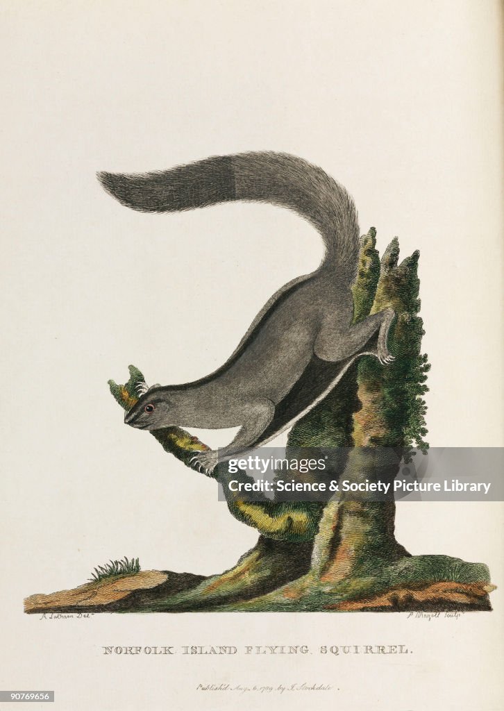 �Norfolk Island Flying Squirrel�, Australia, c 1788.