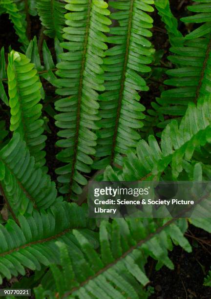 Ferns are one of the oldest plant species around first appearing in the fossil record in the early-Carboniferous period. Favoured in the UK as a...