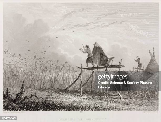 Engraving by James Smillie after Captain Seth Eastman, US Army, showing Native American women scaring birds away from their maize. In his drawings...