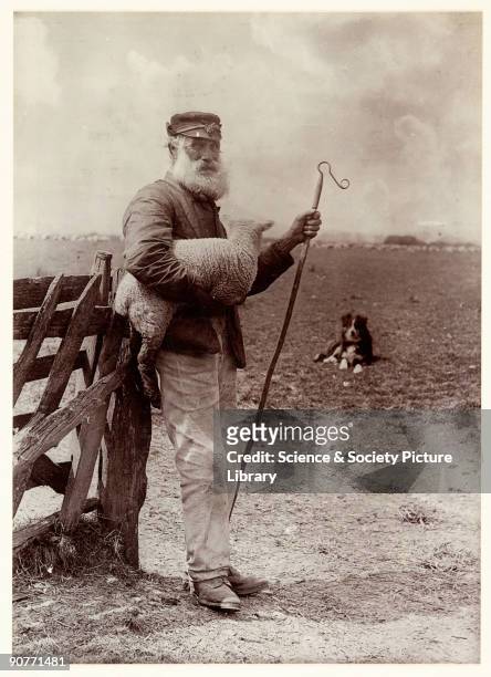 Photograph titled 'Ninety and Nine', showing an elderly shepherd carrying a lamb and holding a crook, taken by Colonel Joseph Gale in 1890. This...