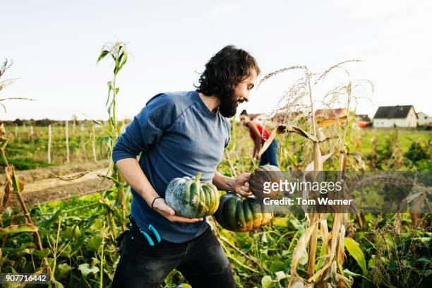 urban farmer carrying freshly harvested pumpkins while tending crops - fall harvest fotografías e imágenes de stock