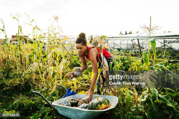 urban farmer loading wheelbarrow with freshly harvested pumpkins - wheelbarrow stock pictures, royalty-free photos & images