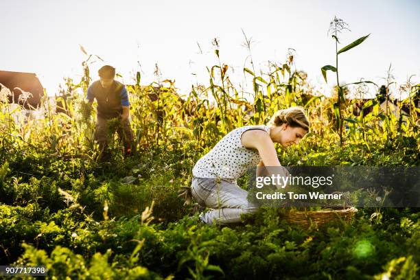 urban farmers harvesting small organic crop by hand - organic stock-fotos und bilder