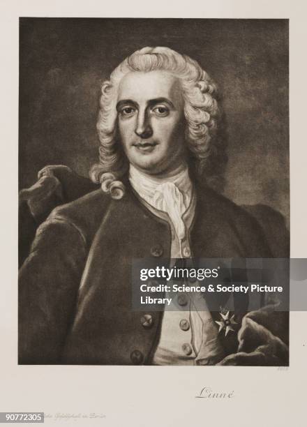 Photogravure after a painting of Linne, or Carolus Linnaeus . Linne was a naturalist and physician who became known as the founder of modern...