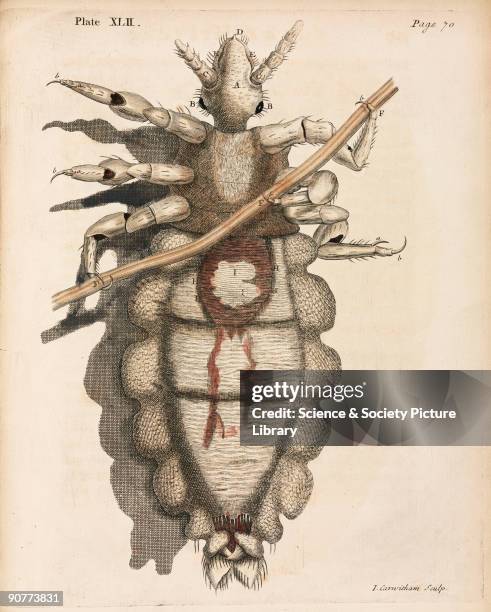 Micrographica Hookes Microscope Photos and Premium High Res Pictures - Getty Images