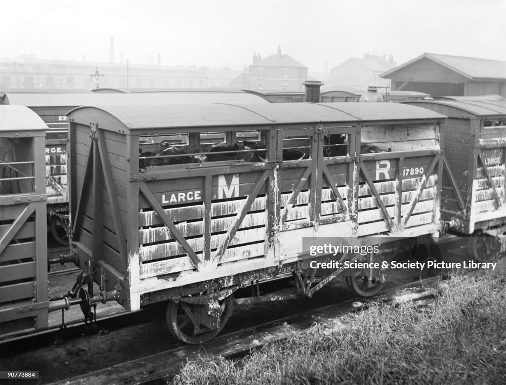 Cattle Train Midland Railway cattle vans at Derby, 26 November 1909. Cattle and ...