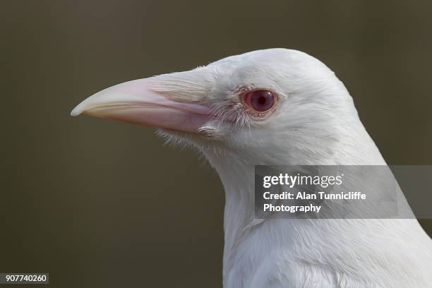 rare albino crow - white crow stock pictures, royalty-free photos & images