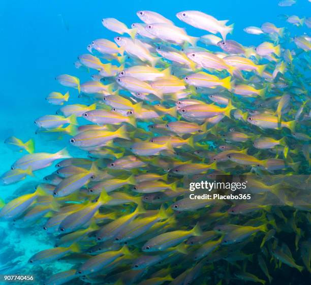 underwater image of school of wild bigeye snapper (lujanus lutjanus) fish - bigeye fish stock pictures, royalty-free photos & images