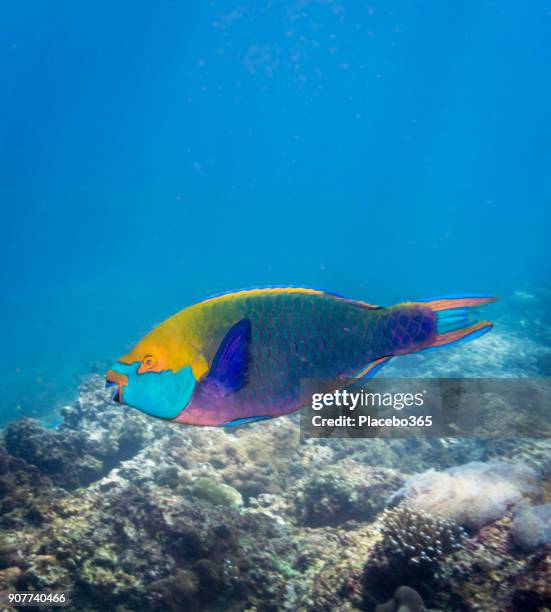 ブダイ (scarus prasiognathos) の漂白のサンゴ礁の水中画像 - parrotfish ストックフォトと画像