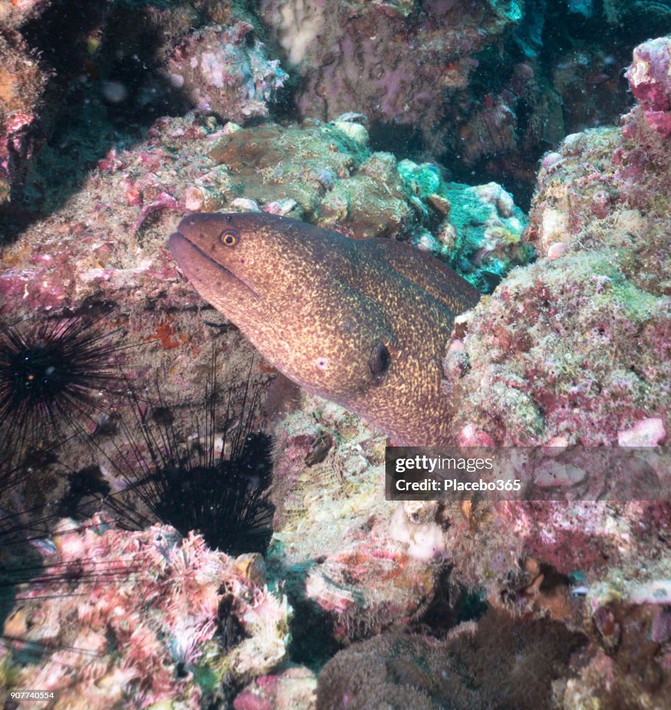 Underwater image of Yellow Edged Moray Eel (Muraenidae)