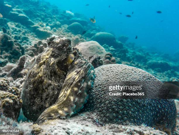 underwater image of reef octopus (octapus cyanea) camoflauged on coral reef - brain coral stock pictures, royalty-free photos & images
