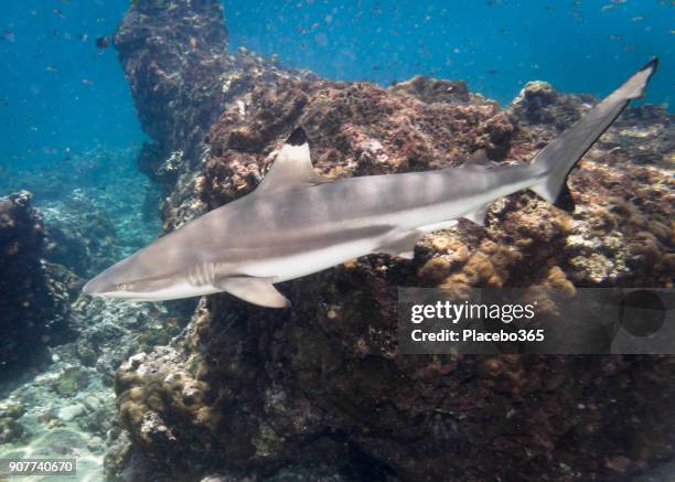 underwater image of wild black tip reef shark (carcharhinus melanopterus) swimming close up - reef shark stock pictures, royalty-free photos & images