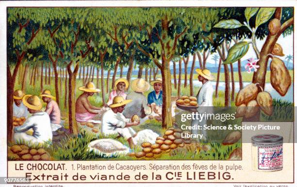 Cocoa plantation - separation of beans from the pulp, French Liebig trade card, c.1910. Plantation de Cacaoyers. Separation des feves de la pulpe....