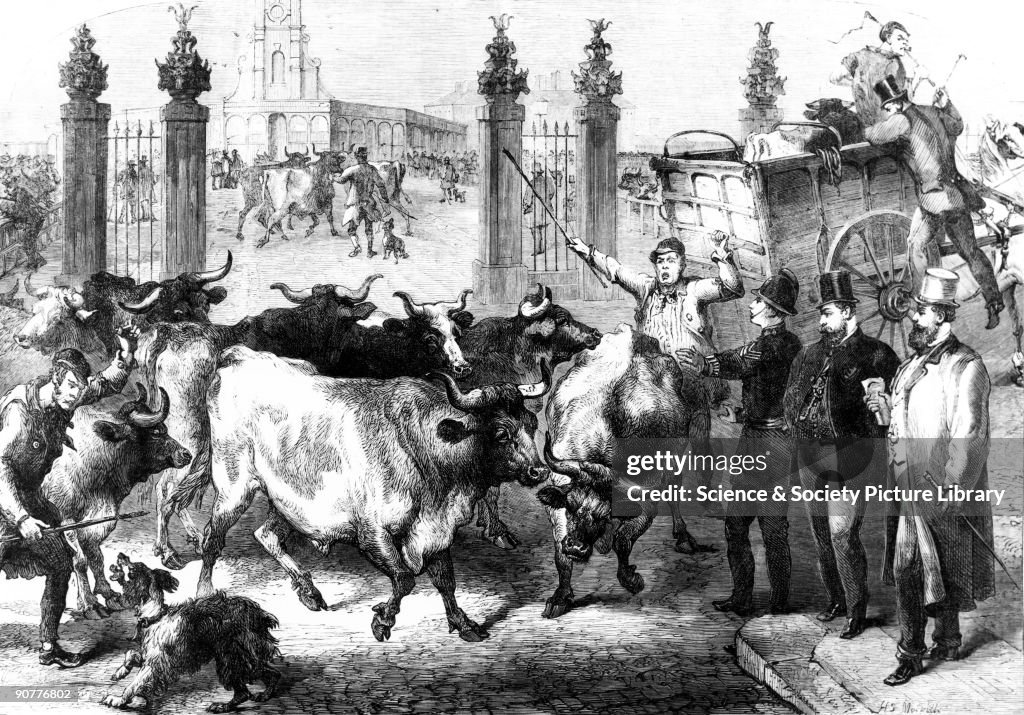 Inspecting foreign cattle, Metropolitan Market, King�s Cross, London, 1865