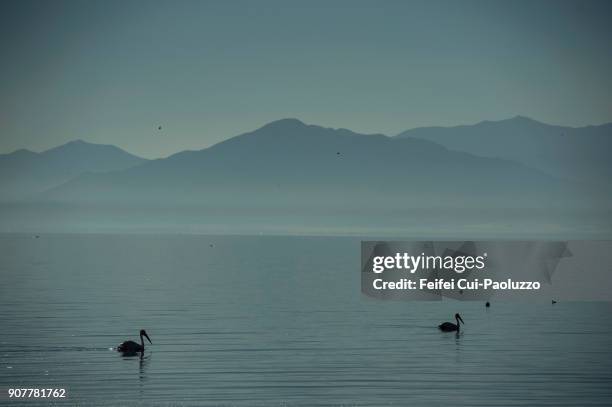 two pelicans on salton sea - pelicano imagens e fotografias de stock