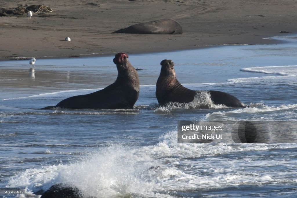 Piedras Blancas Elephant Seal Rookery