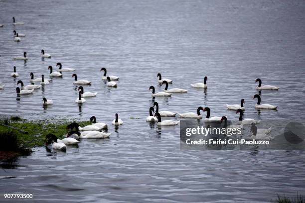 large group of swan on the lake - castro chiloé island stock pictures, royalty-free photos & images