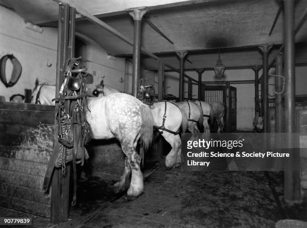 Dray horses in the Mint Stables at Paddington station, London, 13 March 1936. Official Great Western Railway photograph.