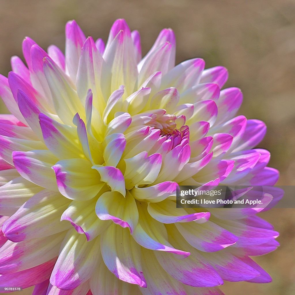 Close up ofDahlia