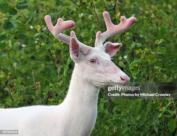 broken ear - albino stockfoto's en -beelden