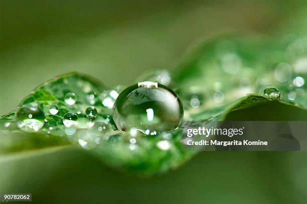 dewy leaf - regendruppel stockfoto's en -beelden