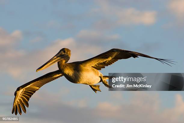 brown pelican - 9927 stock pictures, royalty-free photos & images