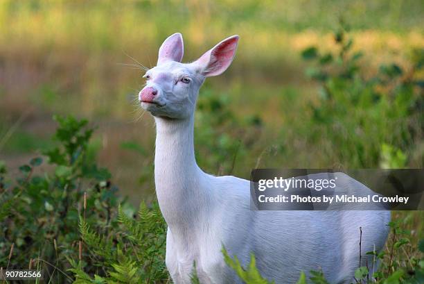 here she comes - albino stock pictures, royalty-free photos & images