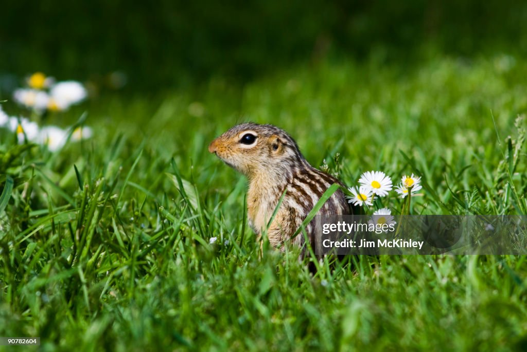Thirteen-lined Ground Squirrel