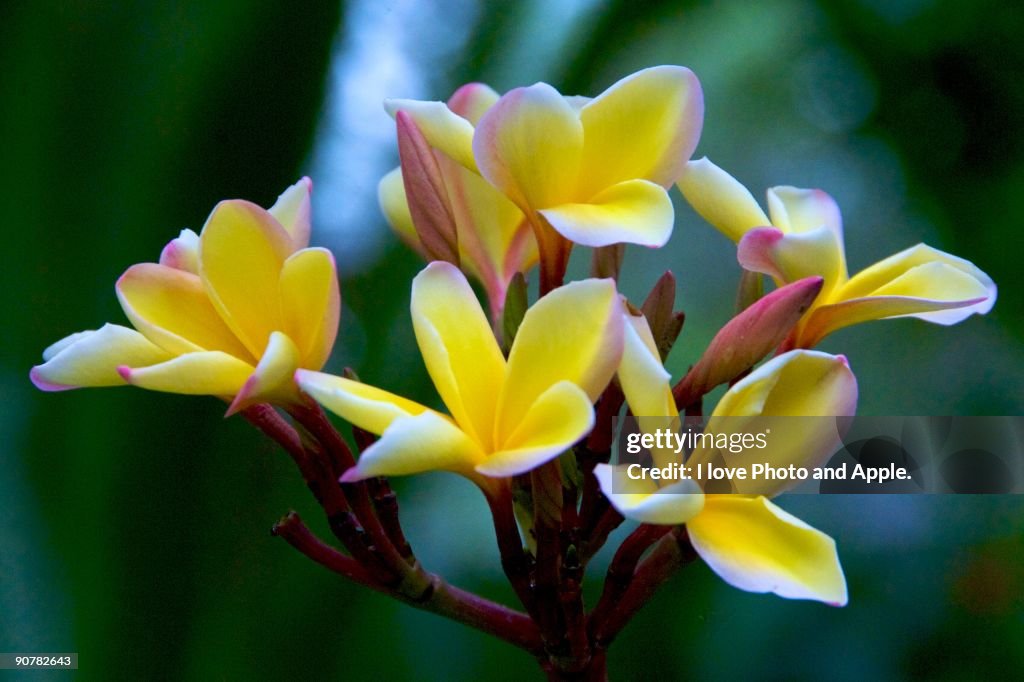 Plumeria Flower