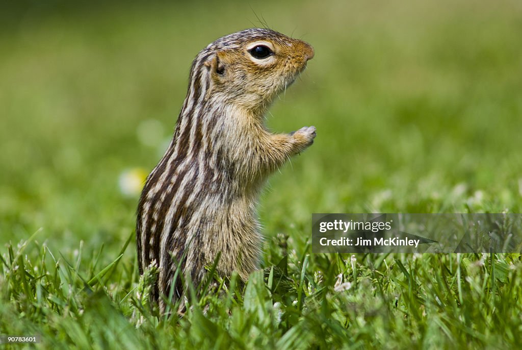 Thirteen lined Ground Squirrel