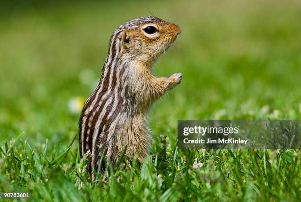 thirteen lined ground squirrel - thirteen lined ground squirrel stock pictures, royalty-free photos & images